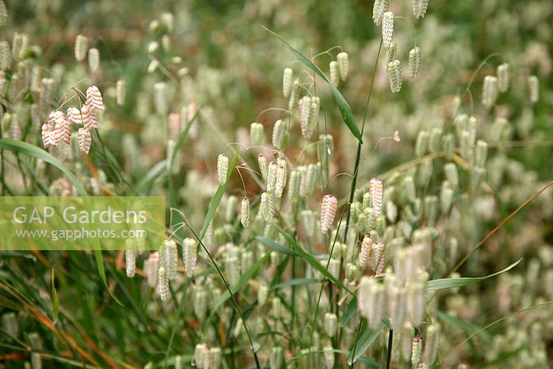 Briza maxima - Grande herbe tremblante au Jardin botanique national du Pays de Galles - Gardd Fotaneg Genedlaethol Cymru
