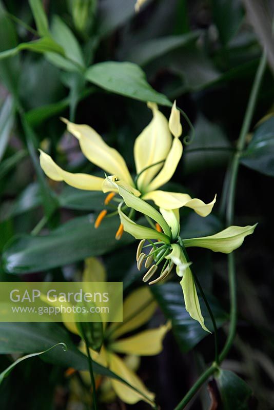 Gloriosa superba 'Greenii' au Jardin Botanique National du Pays de Galles - Gardd Fotaneg Genedlaethol Cymru