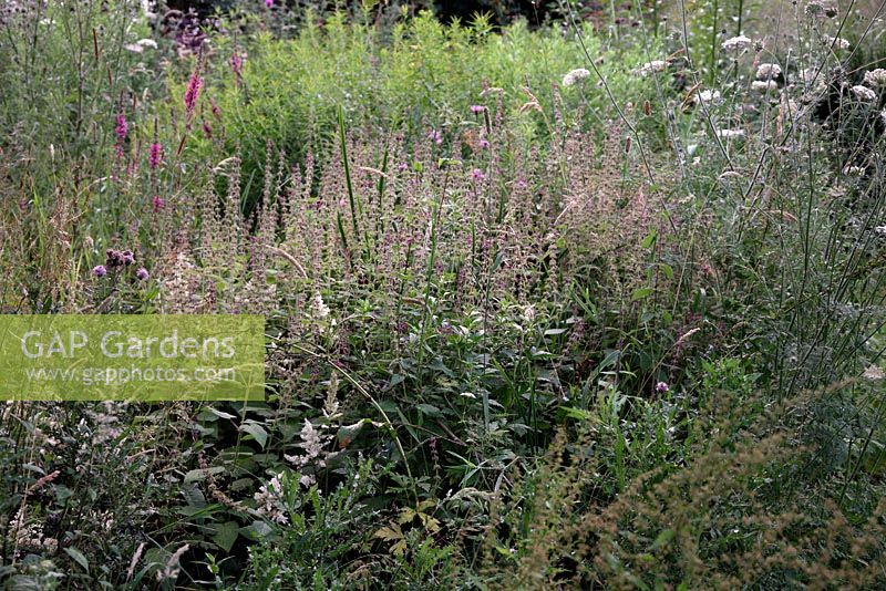 Daucus - Wild Carrot, Lythrum, Astilbe 'Deutchland' et Hedge Woundwort font une juxtaposition improbable de plantes sauvages et cultivées au jardin Holbrook