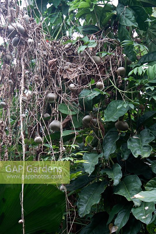 Dioscorea Bulbifera - pomme de terre aérienne