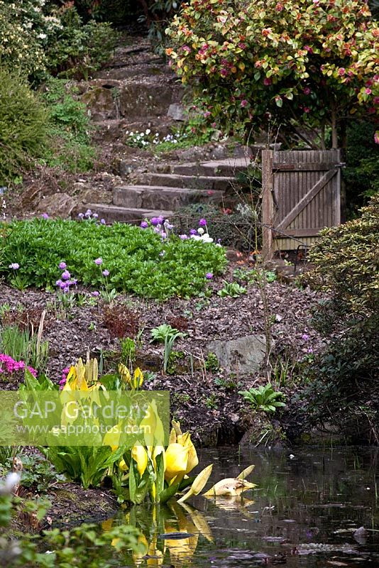 Étang des jardins botaniques de Birmingham au printemps avec Lysichitum Americanum
