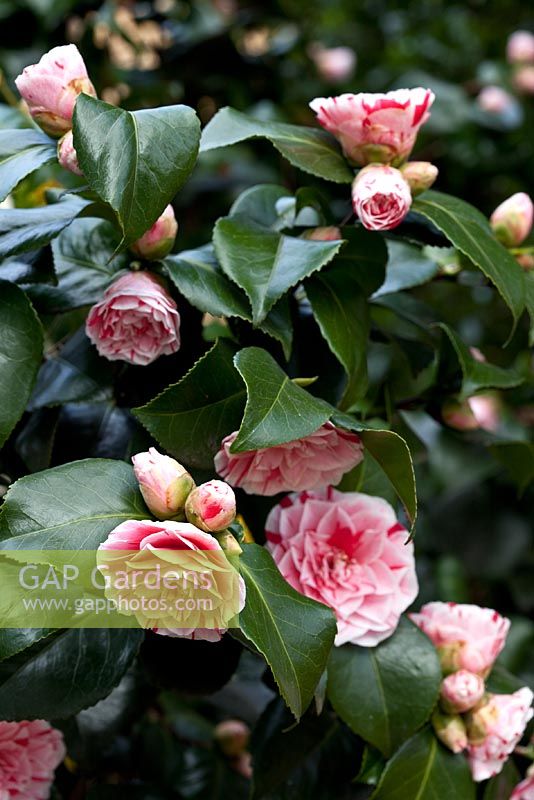 Camellia Comtess Lavinia Magi