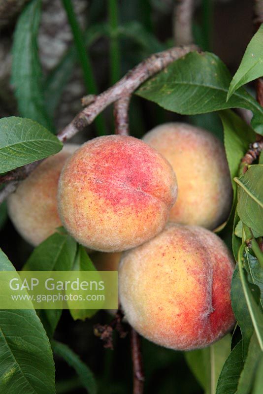 Prunus persica - Pêche 'Rochester' - fruits mûrs