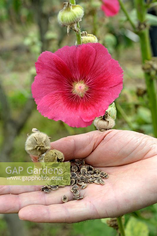Alcea rosea - Collecte des graines de rose trémière à la fin de l'été