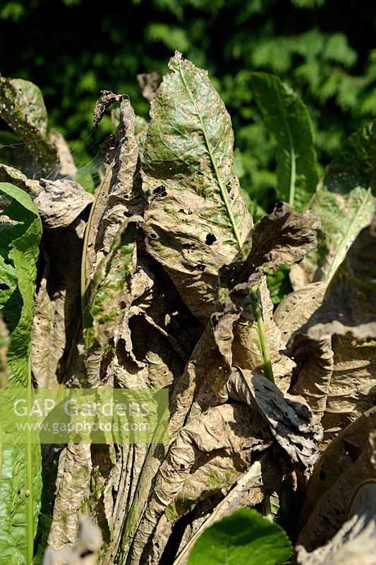 Armoracia rustiqueana - Feuilles endommagées par le raifort