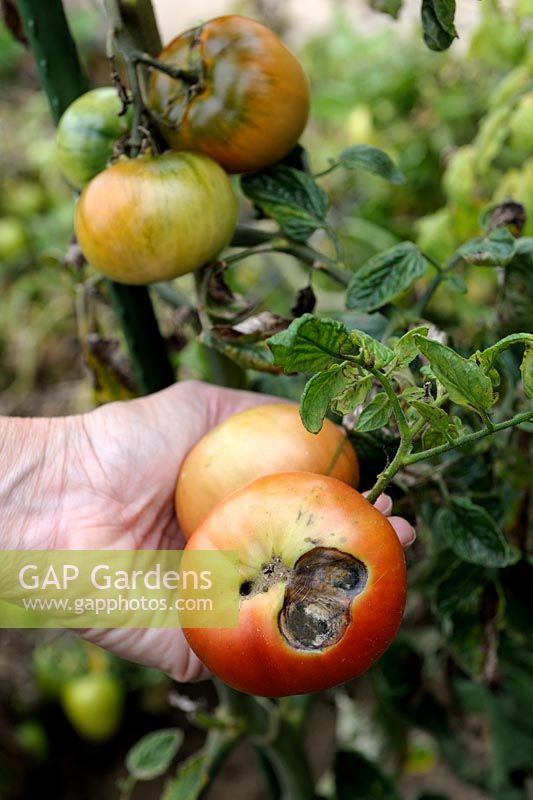 Montrant Tomate avec pourriture apicale