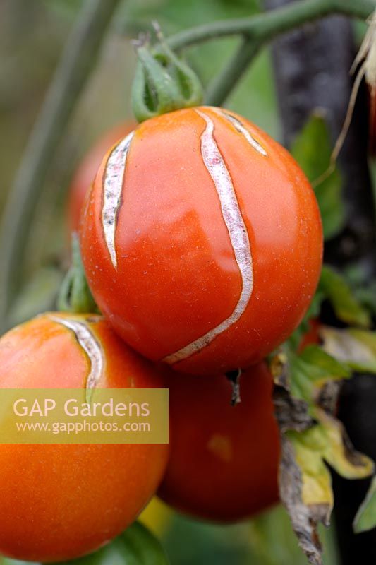 Tomate 'Big Rosy' - Fruit fendu causé par des conditions météorologiques extrêmes humides et sèches ou un arrosage irrégulier