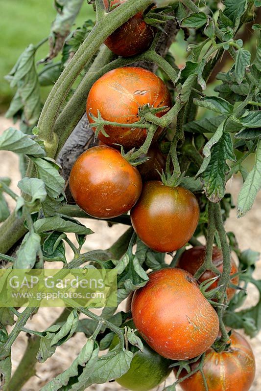 Lycopersicum - Tomates 'Black Russian' en septembre