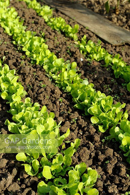 Lactuca sativa - Rangées de jeunes plants de laitue pommée 'd ' Hiver de Verrieres' en automne dans un potager