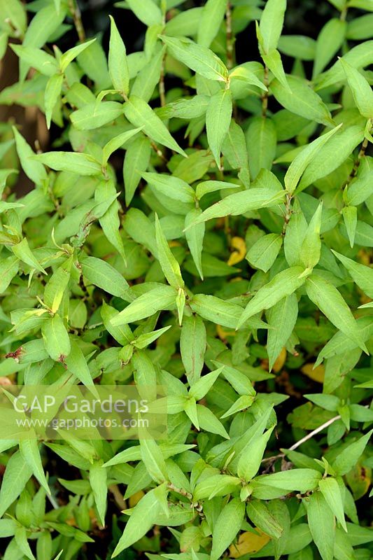 Persicaria odorata syn. Polygonum odoratum - Coriandre vietnamienne Rau-Ram