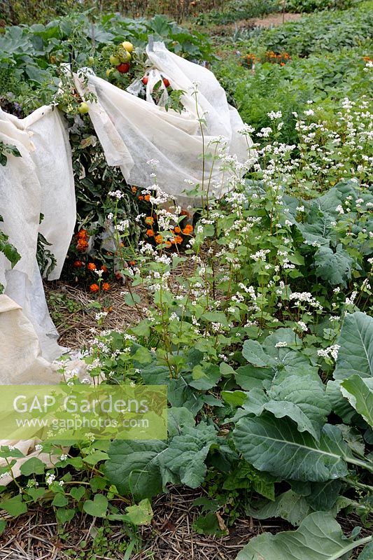 Sarrasin utilisé comme engrais vert et plants de tomates protégés par de la toison dans un potager biologique