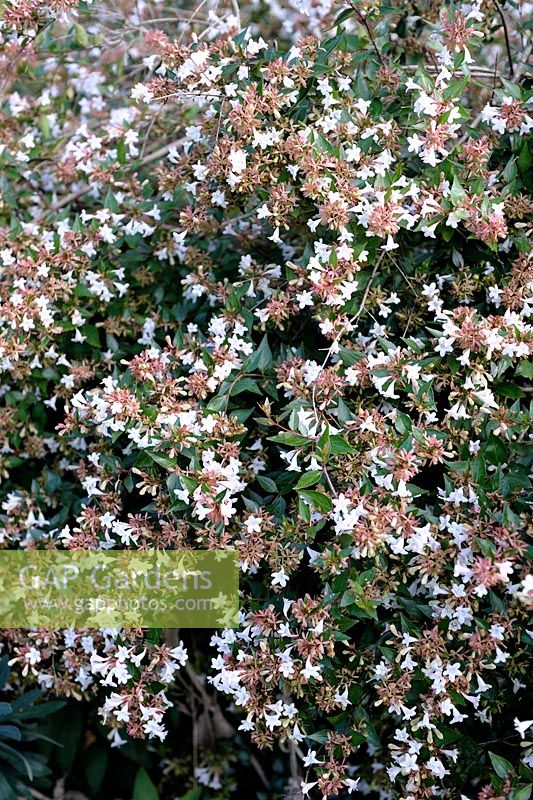 Abelia x grandiflora