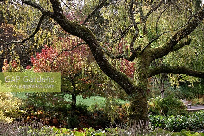 Salix babylonica var. pekinensis - Champion du saule pleureur à RHS Rosemoor