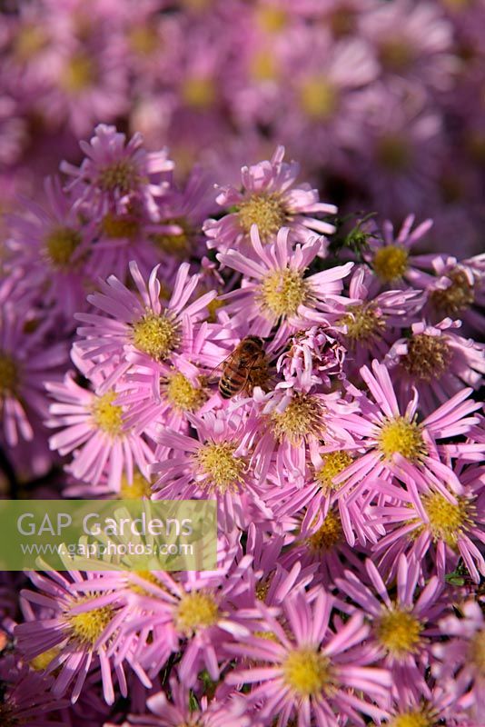 Aster 'Ochtendgloren' à la mi-octobre avec des abeilles en visite - Apis mellifera récoltant le nectar et le pollen