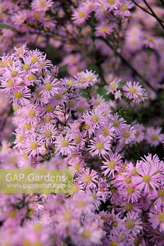 Aster 'Ochtendgloren' à la mi-octobre - Abeilles - Apis mellifera ramassant le nectar et le pollen