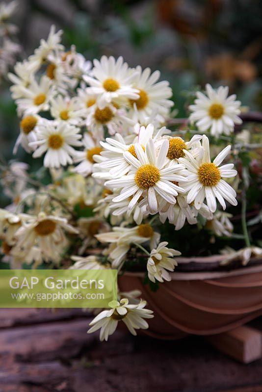 Fleurs cueillies pour la maison dans un panier en osier - Chrysanthème 'Anne Ratsey'
