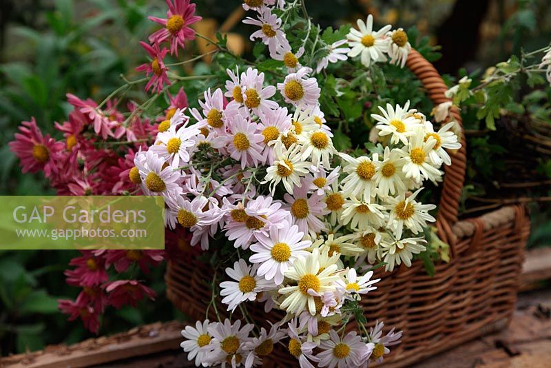 Fleurs cueillies pour la maison dans un panier en osier - Chrysanthème 'Innocence', C 'Anne Ratsey' et C 'Nancy Perry'