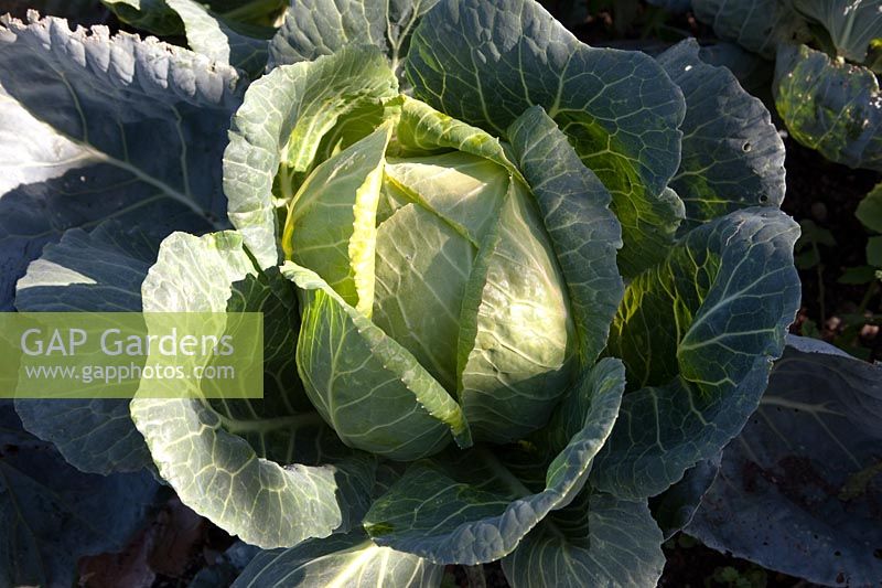 Brassica - Chou 'Licorne '