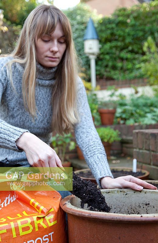 Planter des bulbes de Tulipa dans un pot en terre cuite préparé - compléter avec de la fibre de bulbe