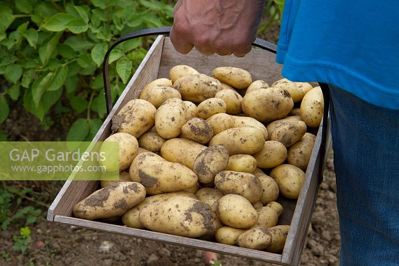 Récolte de pommes de terre 'Belle de Fontenay '