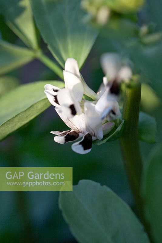 Vicia faba - Broad Bean 'Red Epicure '