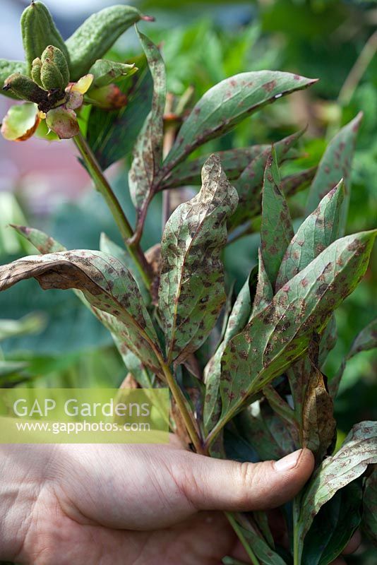 Enlever les feuilles de Paeonia infectées par la rouille de la pivoine