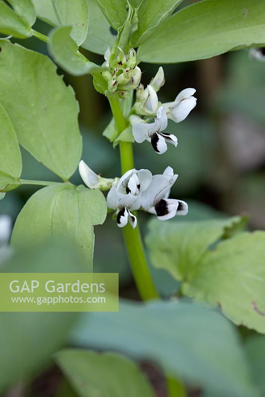 Vicia faba - Haricot Broad 'Red Epicure'