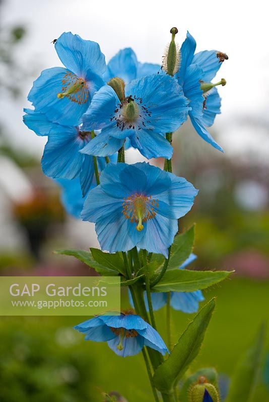 Meconopsis 'Lingholm' - groupe bleu fertile, syn Meconopsis grandis