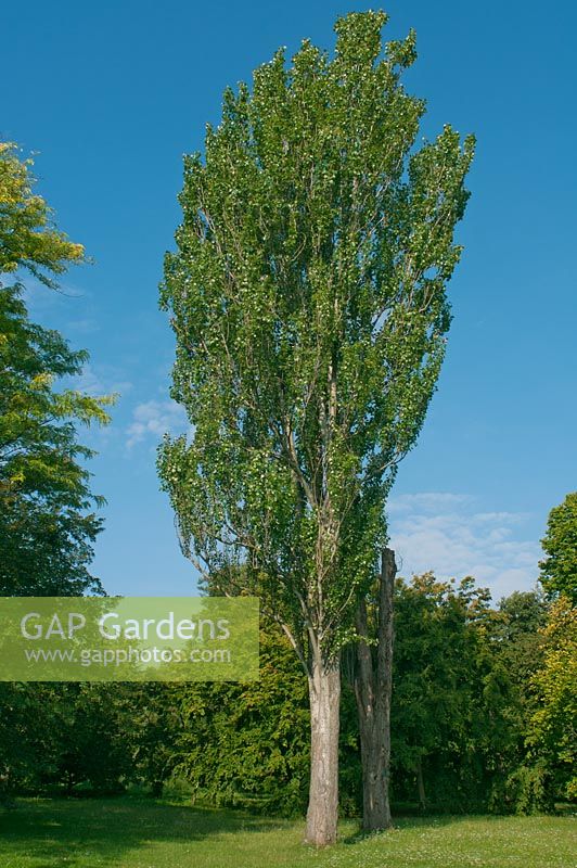 Populus alba 'Pyramidalis' - Peuplier blanc