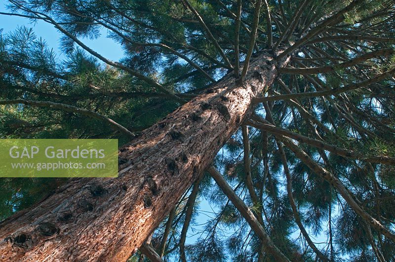 Vue d'angle faible de Sequoiadendron giganteum - Sequoia géant