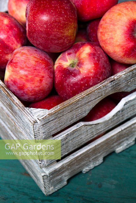 Pommes 'Juliette Bio' dans une boîte en bois. Variété biologique de pomme spécialement développée organiquement, résistante aux maladies et aux ravageurs et ne nécessitant aucune pulvérisation.