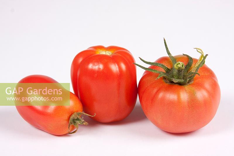 Tomates 'San Marzano' et 'Shirley'