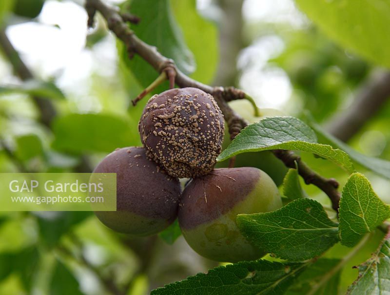 Monilinia fructogena - Pourriture brune sur prune