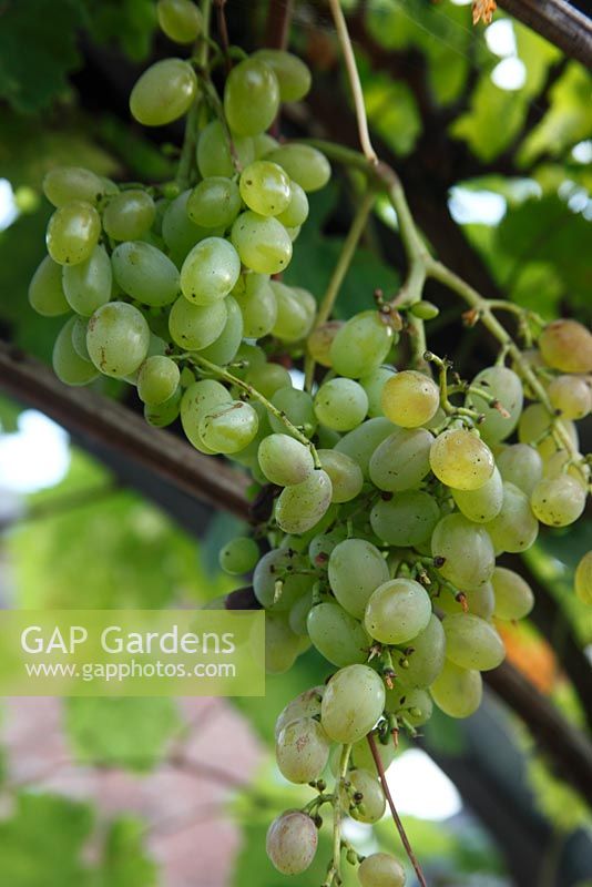 Vitis vinifera - Raisin 'Theresa' - mûrissement des fruits sur vigne d'extérieur