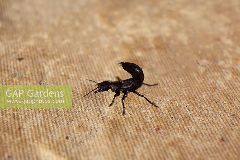 Ocypus olens - Devils Coach Horse Beetle sur dalle de béton dans une pose défensive