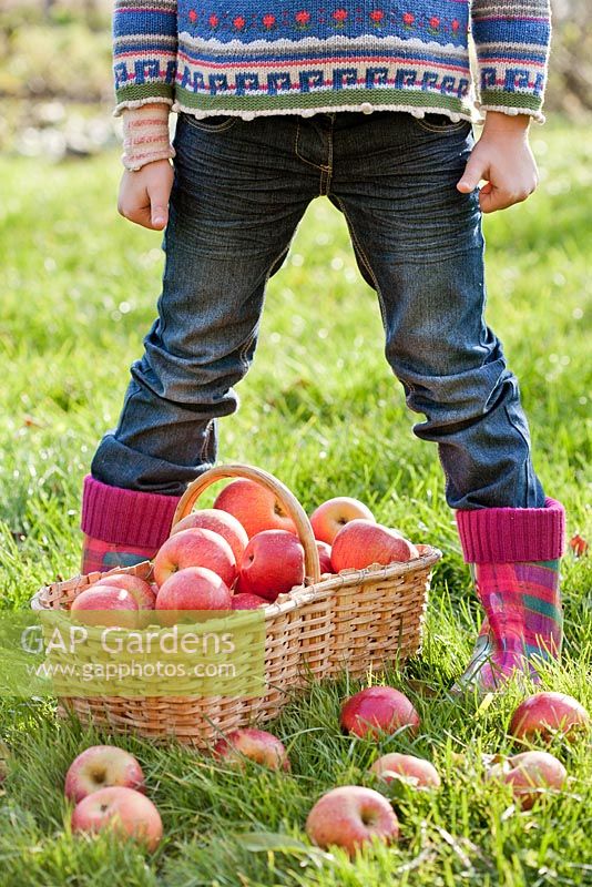 Fille avec un panier en osier plein de pommes fraîchement récoltées - Malus 'Braeburn'