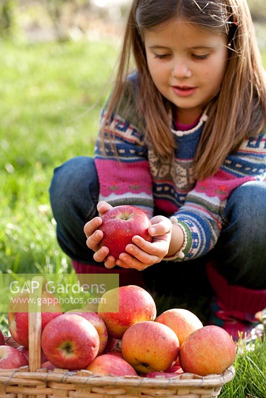 Fille tenant une pomme - Malus 'Braeburn '.