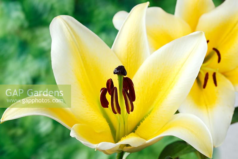 Lilium 'Manisa' - Lily, hybride d'Orienpet. Croisement entre lis oriental et trompette