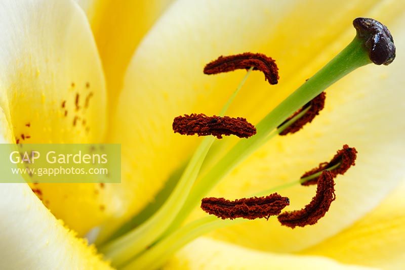 Lilium 'Manisa' - Lily, hybride d'Orienpet. Croisement entre Lily orientale et trompette. Gros plan des anthères et de la stigmatisation