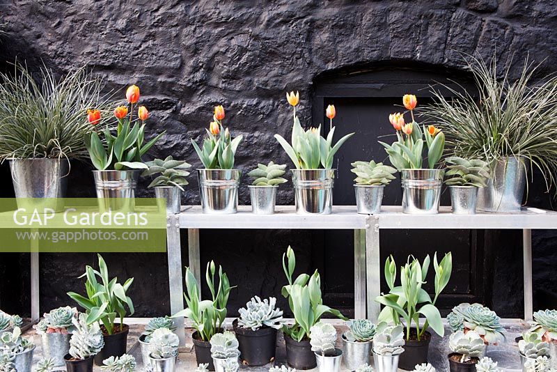 Tulipa 'Princess Irene' avec Crassula perfoliata var. falcata dans des pots en métal sur une mise en scène en métal, avec Astelias à gauche et à droite dans une véranda à Veddw House Garden
