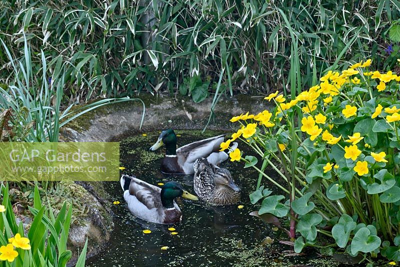 Canards dans un petit étang avec Caltha Palustris - Marsh Marigold