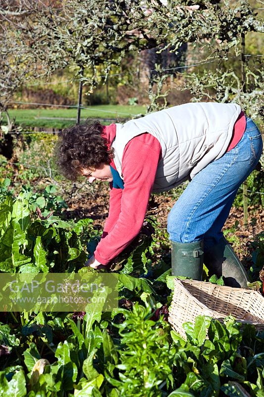 Femme jardinier cueillant l'hiver Beta vulgaris - blettes et épinards perpétuels