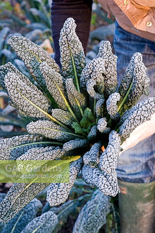 Jardinier tenant Brassica givré fraîchement coupé 'Nero di Toscana' - Black Kale