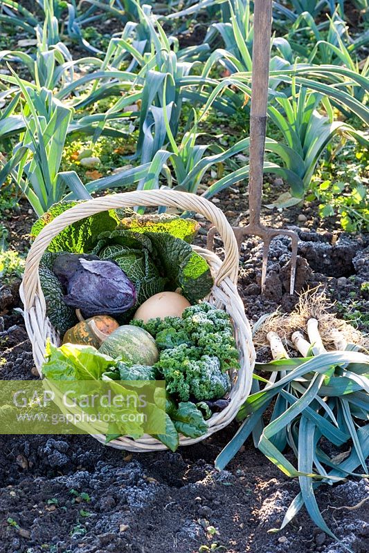 Panier de légumes d'hiver récoltés dont Brassicas - Choux, Beta vulgaris - Chard et Cucurbita - Courge aux poireaux dans un jardin givré