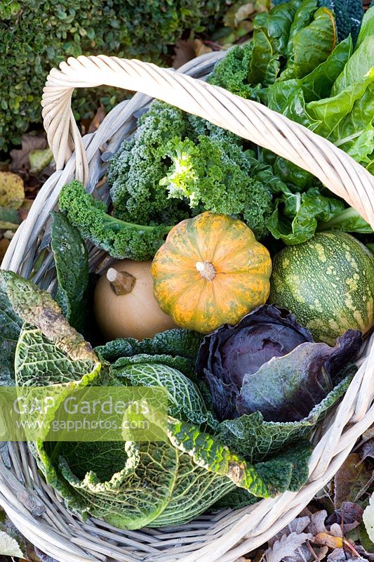 Panier de légumes d'hiver récoltés dont Brassicas - Choux et chou frisé, Beta vulgaris - Bette à carde et Cucurbita - Courge