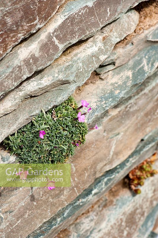 Dianthus 'La Bourboule' dans un jardin de crevasse créé à l'aide de fines couches de pierre - RHS Garden Harlow Carr, Harrogate, North Yorkshire, UK