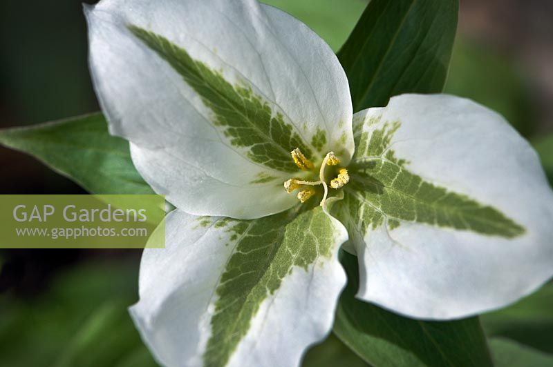 Trillium grandiflora à stipe vert dans les pétales - une mutation causée par un virus