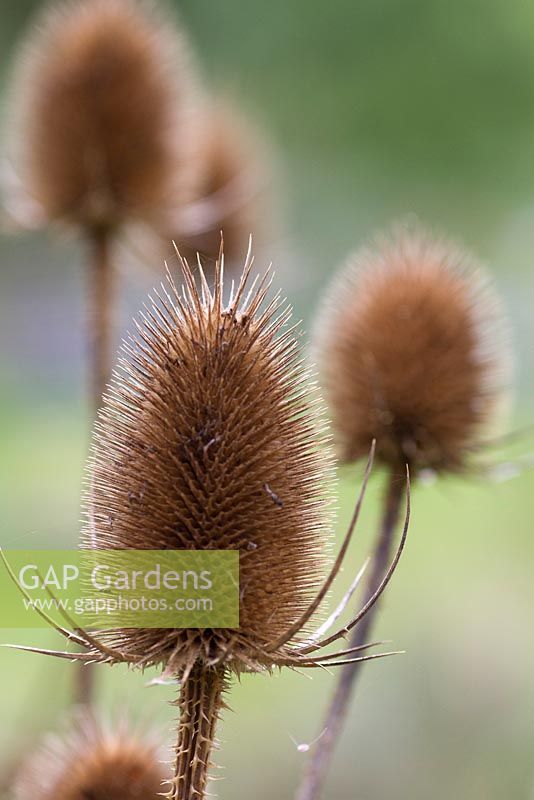 Dipsacus fullonum - Cardères