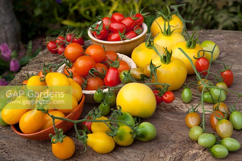 Tomates Assorties - Types Centiflor, Cerise et Salade