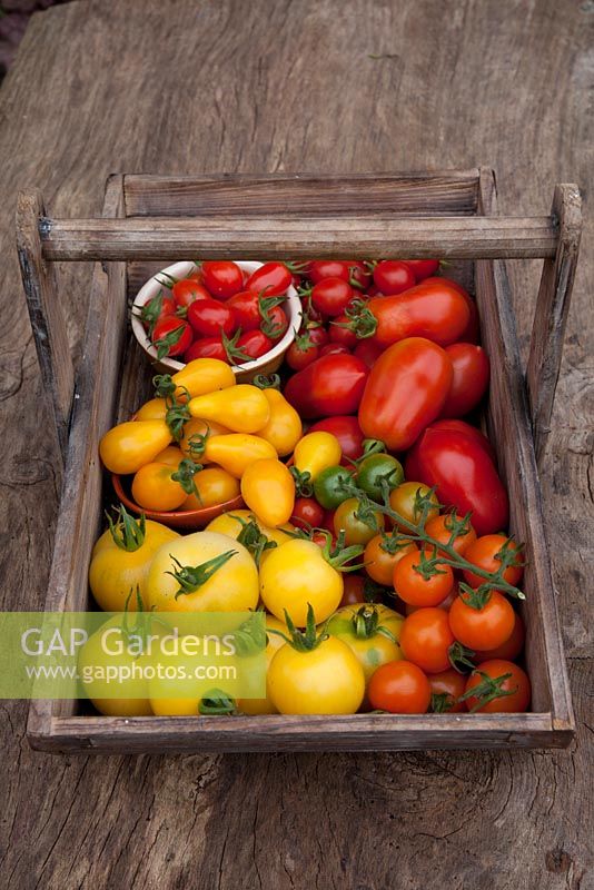 Assortiment de Tomates - Types Centiflor, Cherry et Salade en bois trug